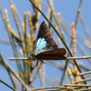 Hypochrysops delicia at Mount Ainslie - suppressed