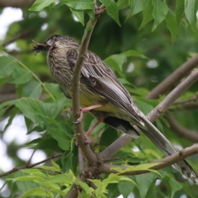 Anthochaera carunculata (Red Wattlebird) at Gordon, ACT - 24 Dec 2023 by RodDeb