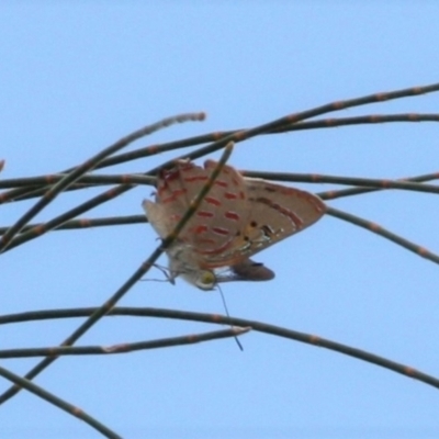 Hypochrysops delicia (Moonlight Jewel) at Mount Ainslie - 24 Jan 2023 by DavidForrester