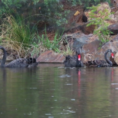 Cygnus atratus (Black Swan) at Gordon Pond - 24 Dec 2023 by RodDeb