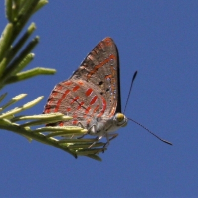 Hypochrysops delicia (Moonlight Jewel) at Mount Ainslie - 17 Dec 2023 by DavidForrester