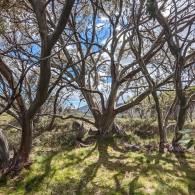 Eucalyptus pauciflora subsp. niphophila (Alpine Snow Gum) at Burrungubugge, NSW - 21 Dec 2023 by JP95