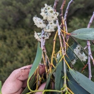 Eucalyptus pauciflora subsp. niphophila at Kosciuszko National Park - 22 Dec 2023 10:41 AM