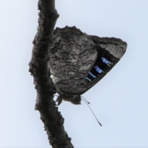Ogyris olane at Mount Ainslie - 9 Dec 2023 02:40 PM