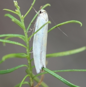 Oecophoridae (family) at Red Hill to Yarralumla Creek - 24 Dec 2023