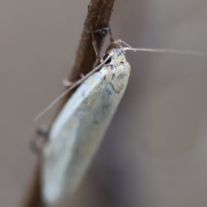 Oecophoridae (family) at Red Hill to Yarralumla Creek - 24 Dec 2023