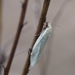 Oecophoridae (family) at Red Hill to Yarralumla Creek - 24 Dec 2023