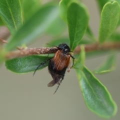 Phyllotocus navicularis (Nectar scarab) at Red Hill to Yarralumla Creek - 24 Dec 2023 by LisaH