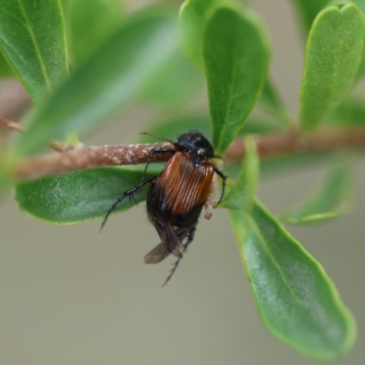 Phyllotocus navicularis (Nectar scarab) at Red Hill to Yarralumla Creek - 24 Dec 2023 by LisaH