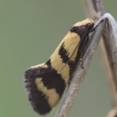 Olbonoma triptycha (Chezela Group) at Hughes Grassy Woodland - 24 Dec 2023 by LisaH