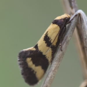 Olbonoma triptycha at Red Hill to Yarralumla Creek - 24 Dec 2023