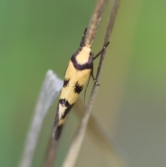 Olbonoma triptycha at Red Hill to Yarralumla Creek - 24 Dec 2023