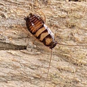 Robshelfordia sp. (genus) at Isabella Plains, ACT - 24 Dec 2023