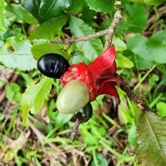 Ochna serrulata (Mickey Mouse Plant) at Kioloa, NSW - 24 Dec 2023 by Steve818