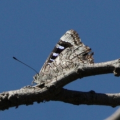 Ogyris olane (Broad-margined Azure) at Mount Ainslie - 17 Dec 2023 by DavidForrester