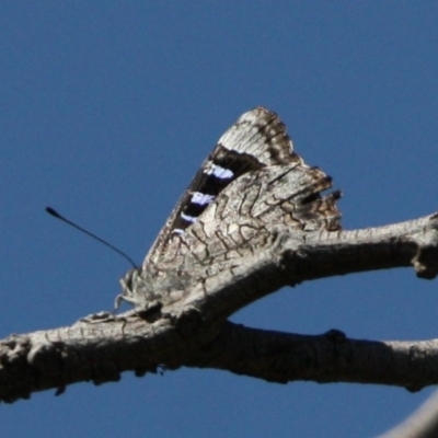 Ogyris olane (Broad-margined Azure) at Mount Ainslie - 17 Dec 2023 by DavidForrester