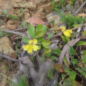 Goodenia hederacea subsp. hederacea at QPRC LGA - 23 Dec 2023 03:44 PM