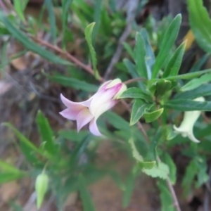 Billardiera scandens at QPRC LGA - 23 Dec 2023 03:45 PM