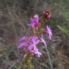 Stylidium graminifolium (grass triggerplant) at QPRC LGA - 23 Dec 2023 by MatthewFrawley