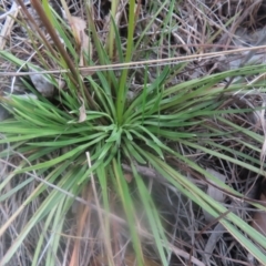 Stylidium graminifolium at QPRC LGA - 23 Dec 2023