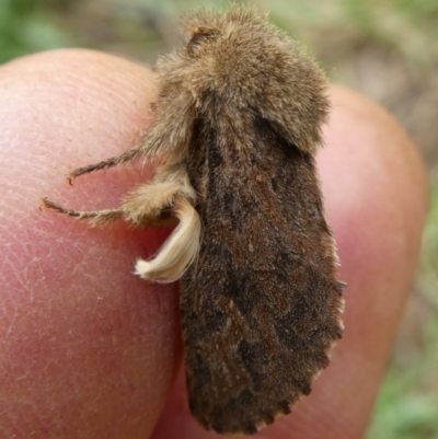 Oncopera rufobrunnea (Brown Corby) at QPRC LGA - 24 Dec 2023 by arjay