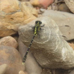 Hemigomphus gouldii (Southern Vicetail) at Mongarlowe River - 23 Dec 2023 by MatthewFrawley