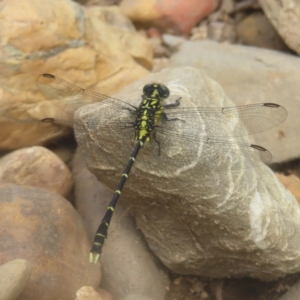 Hemigomphus gouldii at QPRC LGA - 23 Dec 2023