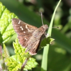 Pasma tasmanica (Two-spotted Grass-skipper) at Thredbo, NSW - 15 Dec 2023 by DavidForrester