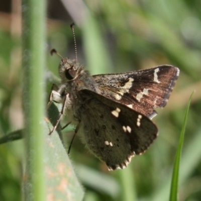 Pasma tasmanica (Two-spotted Grass-skipper) at Kosciuszko National Park - 16 Dec 2023 by DavidForrester