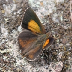 Paralucia pyrodiscus (Fiery Copper) at Mount Taylor NR (MTN) - 10 Dec 2023 by DavidForrester