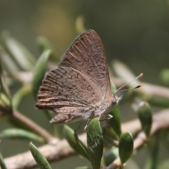 Paralucia pyrodiscus at Urambi Hills - suppressed