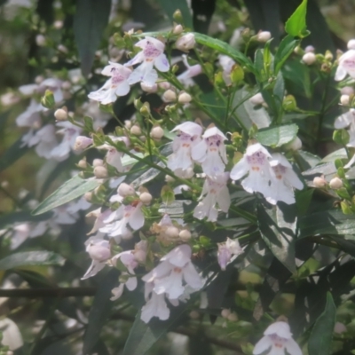 Prostanthera lasianthos (Victorian Christmas Bush) at Mongarlowe River - 23 Dec 2023 by MatthewFrawley