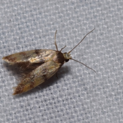 Gelechioidea (superfamily) (Unidentified Gelechioid moth) at QPRC LGA - 22 Dec 2023 by DianneClarke
