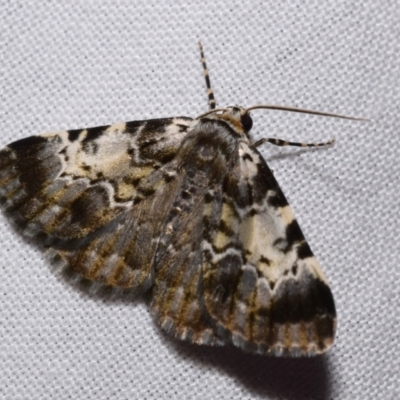 Rhuma (genus) (A Geometer moth) at QPRC LGA - 21 Dec 2023 by DianneClarke