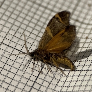 Lepidoscia (genus) ADULT at City Renewal Authority Area - 24 Dec 2023