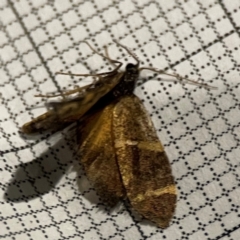 Lepidoscia (genus) ADULT at City Renewal Authority Area - 24 Dec 2023