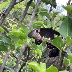 Papilio aegeus at QPRC LGA - 24 Dec 2023