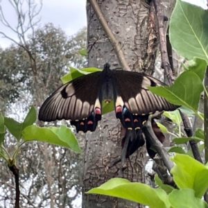 Papilio aegeus at QPRC LGA - 24 Dec 2023