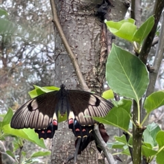 Papilio aegeus at QPRC LGA - 24 Dec 2023