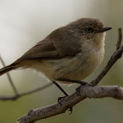 Acanthiza reguloides (Buff-rumped Thornbill) at Block 402 - 20 Dec 2023 by brettguy80