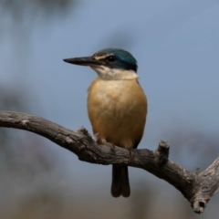 Todiramphus sanctus (Sacred Kingfisher) at Mount Majura - 23 Dec 2023 by brettguy80