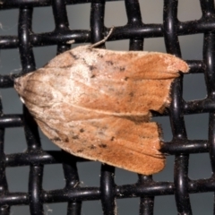 Tortricopsis pyroptis (A Concealer moth (Wingia Group)) at Higgins, ACT - 19 Dec 2023 by AlisonMilton