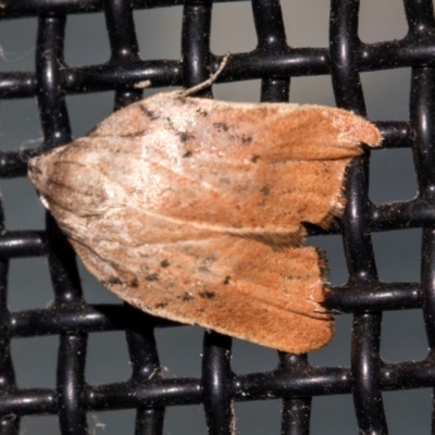 Tortricopsis pyroptis (A Concealer moth (Wingia Group)) at Higgins, ACT - 18 Dec 2023 by AlisonMilton
