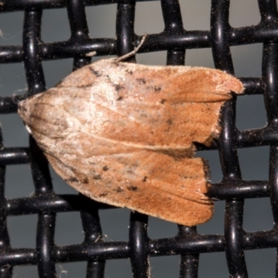 Tortricopsis pyroptis (A Concealer moth (Wingia Group)) at Higgins, ACT - 19 Dec 2023 by AlisonMilton