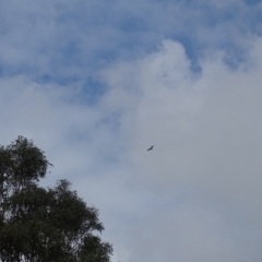Aquila audax (Wedge-tailed Eagle) at Isaacs Ridge - 24 Dec 2023 by Mike