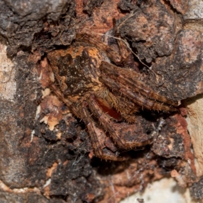 Unidentified Orb-weaving spider (several families) at Higgins, ACT - 16 Dec 2023 by AlisonMilton