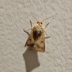 Helicoverpa armigera (Cotton bollworm, Corn earworm) at QPRC LGA - 24 Dec 2023 by MatthewFrawley