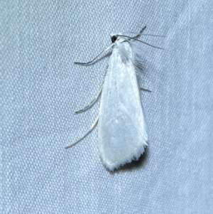 Tipanaea patulella at QPRC LGA - suppressed