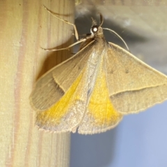 Epidesmia chilonaria at QPRC LGA - suppressed