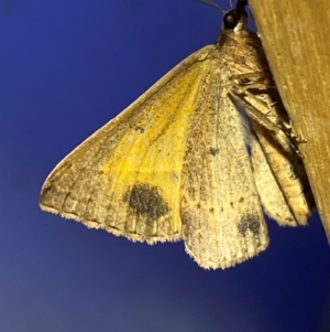 Epidesmia chilonaria at QPRC LGA - 24 Dec 2023